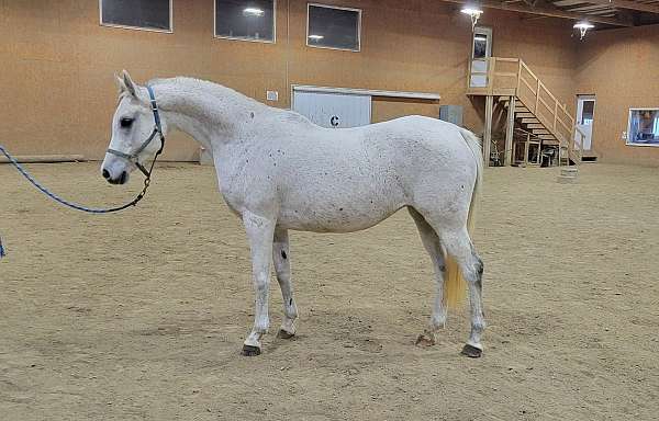 grey-arabian-broodmare