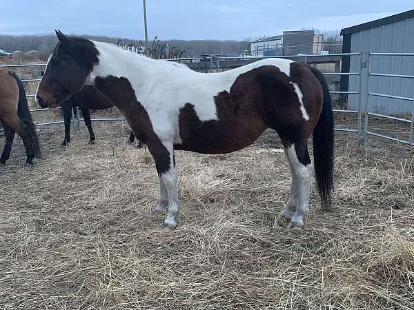 tobiano-ton-horse