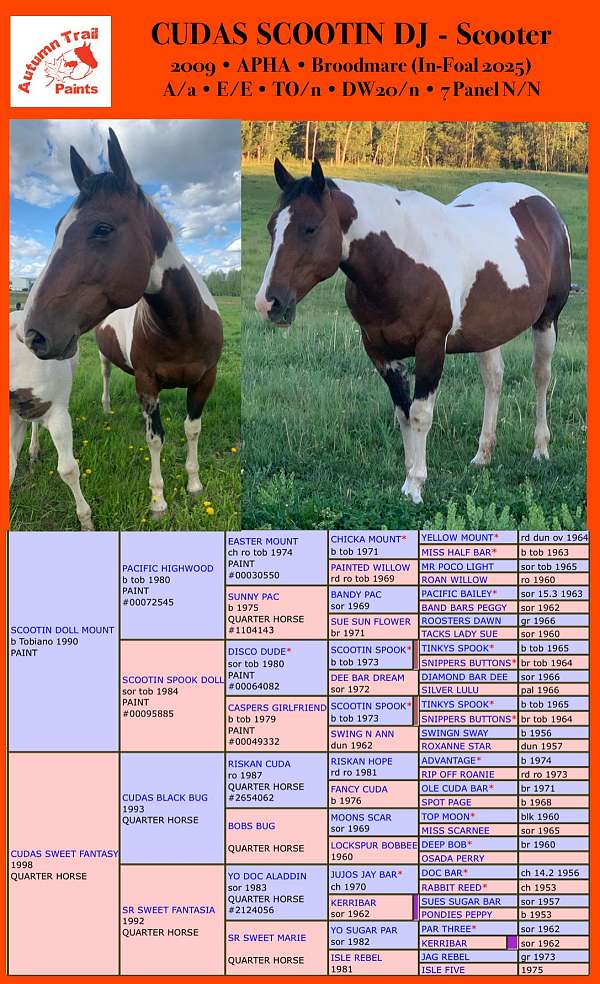 tobiano-ton-horse