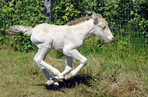 a-show-icelandic-horse