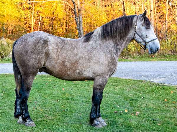 quarter-horse-percheron