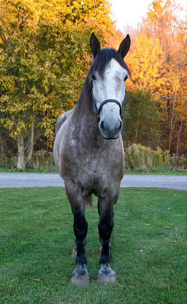 beginner-safe-percheron-horse