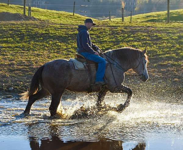 family-horse-percheron