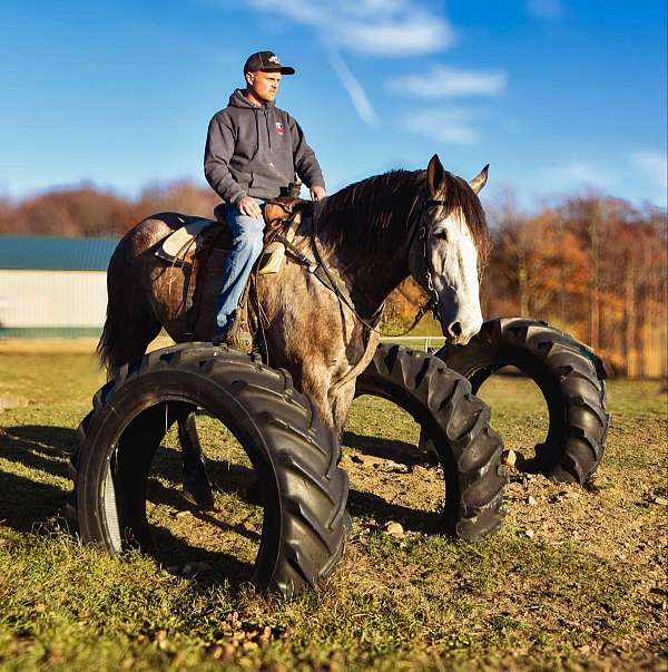 ranch-work-percheron-horse