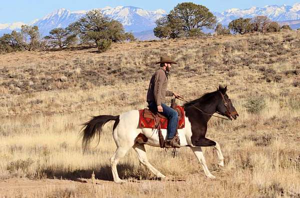 family-horse-quarter