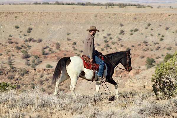 ranch-work-quarter-horse