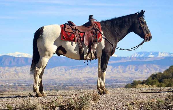 tobiano-4-stockings-horse