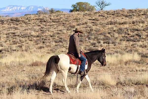 trail-quarter-horse