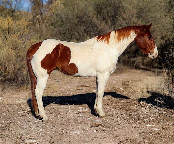 tobiano-4-stockings-horse