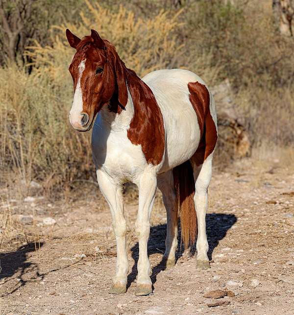 ranch-work-quarter-horse