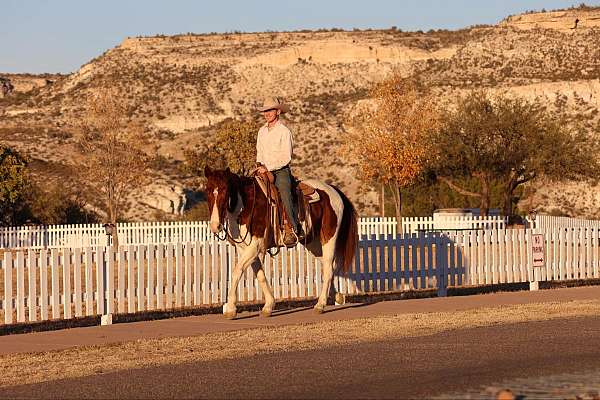 beginner-quarter-horse