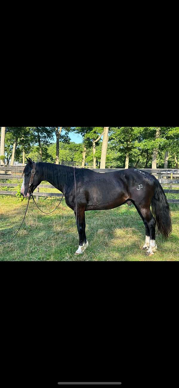 friesian-gelding