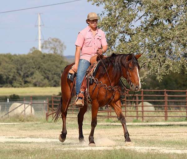 ranch-work-quarter-horse