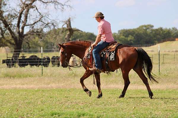 beginner-safe-quarter-horse