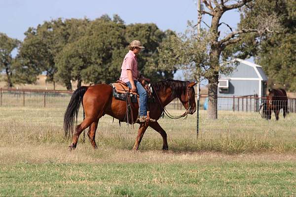 all-around-quarter-horse