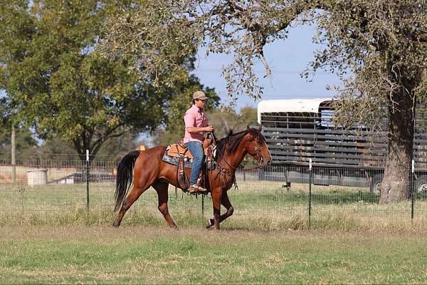 trail-quarter-horse