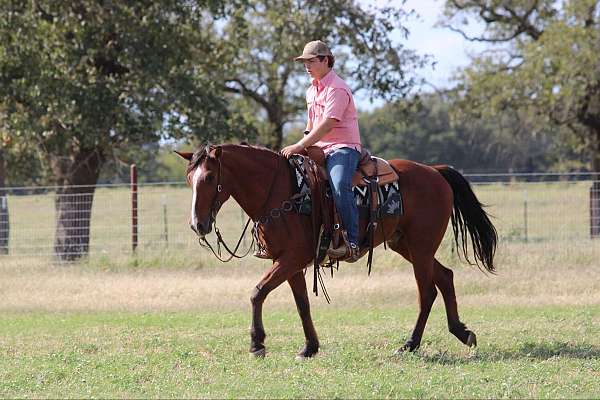 athletic-quarter-horse