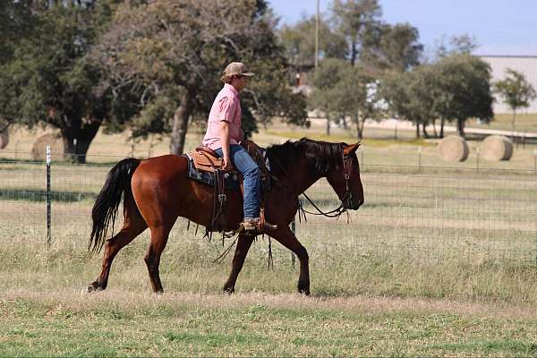 beginner-quarter-horse