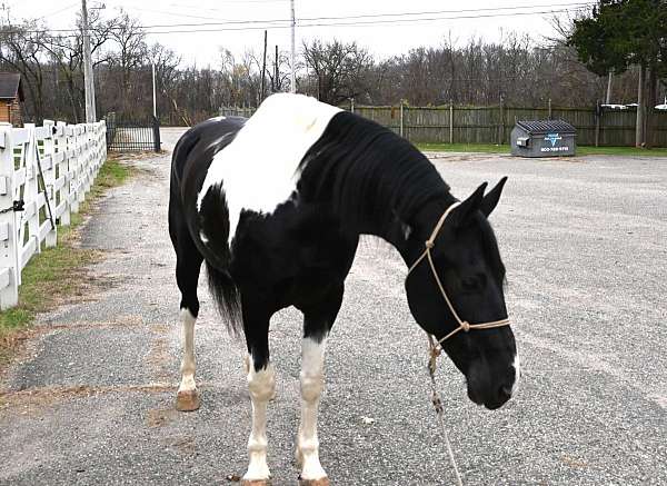 family-horse-quarter