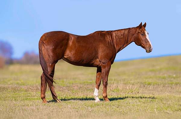 chestnut-blaze-horse