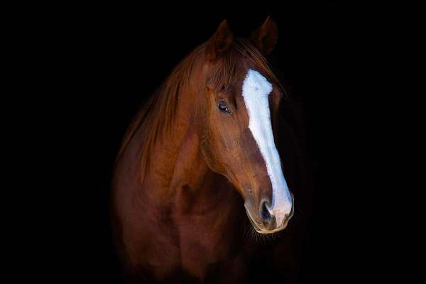 ranch-work-quarter-horse