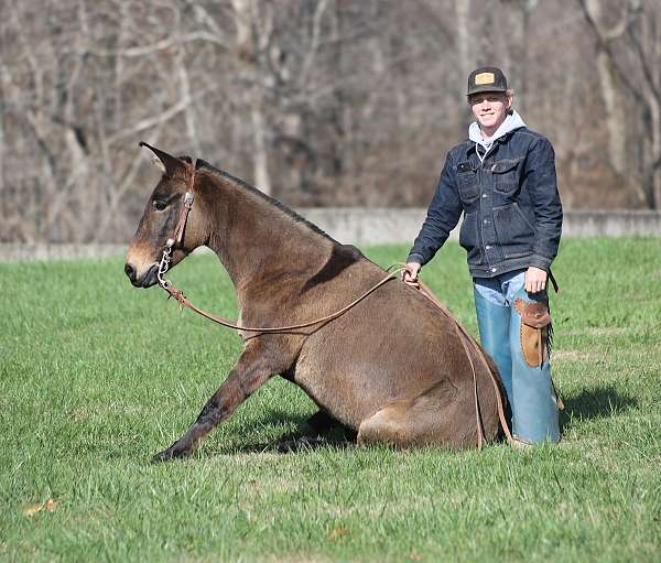 beginner-safe-quarter-horse