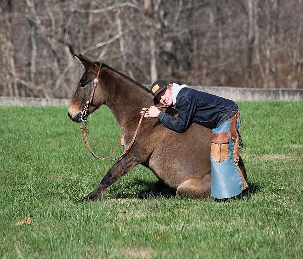 you-or-the-kids-quarter-horse