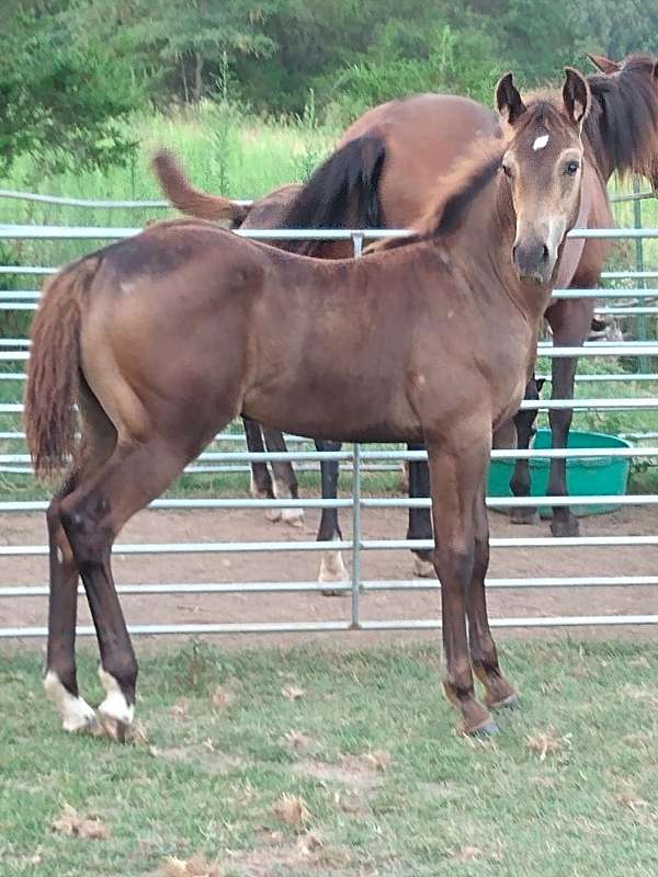 right-hind-half-pastern-dark-spots-on-coronets-horse