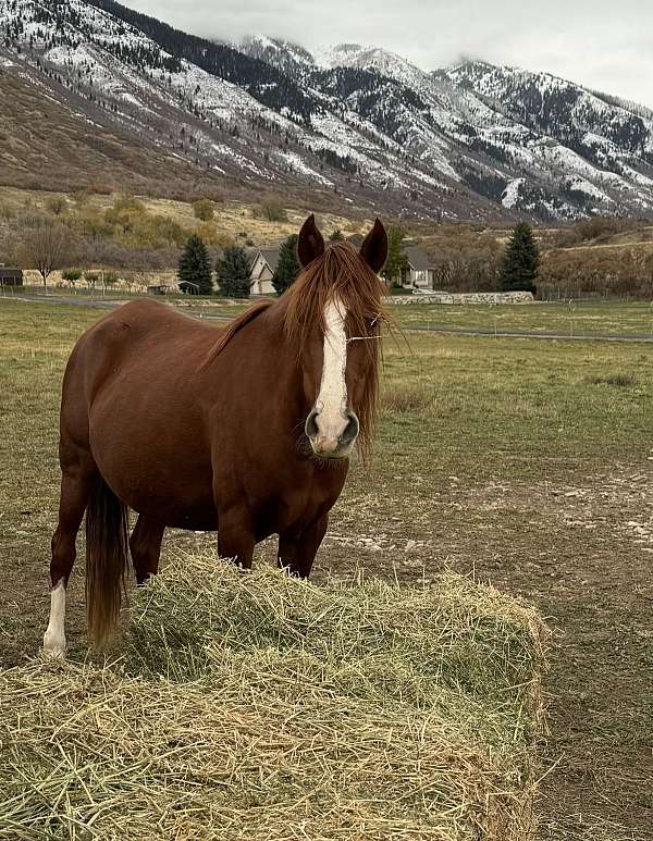 bargain-peruvian-paso-horse