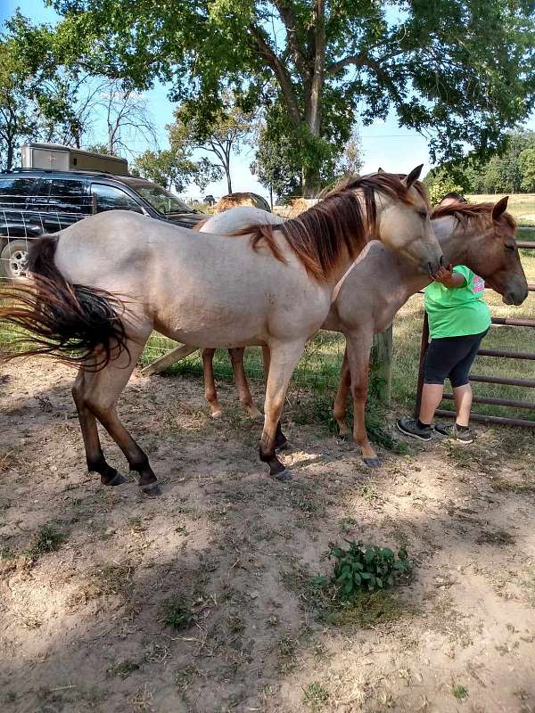 black-points-no-white-markings-pony