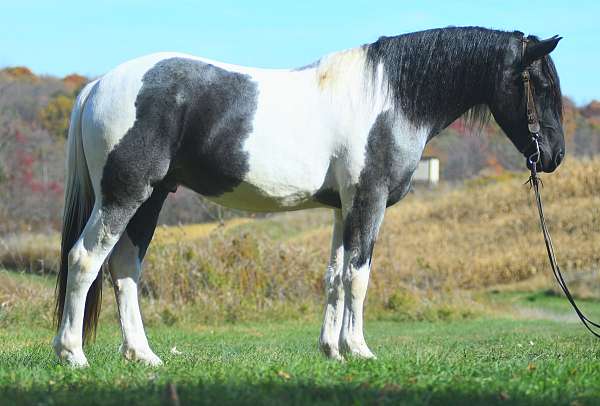 mounted-patrol-draft-friesian-horse