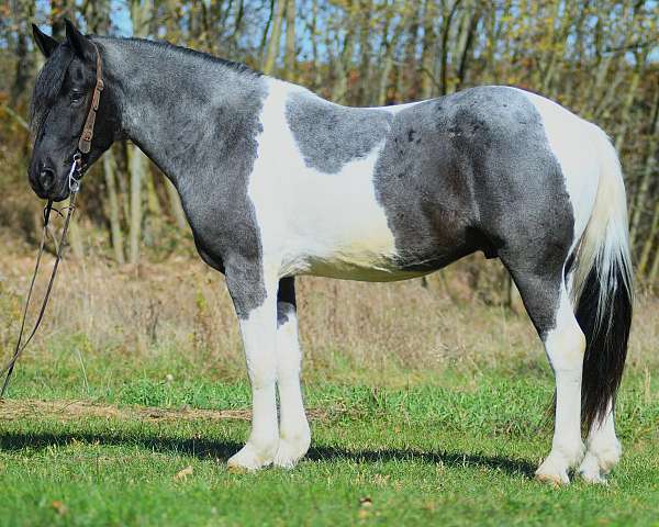 show-draft-friesian-horse