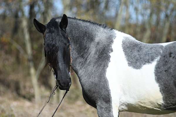 mounted-patrol-weanling