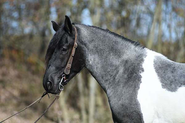 draft-friesian-weanling