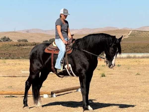 white-blaze-markings-on-left-front-back-legs-horse