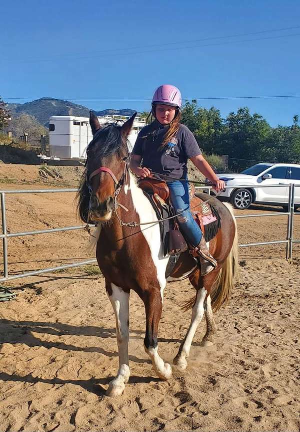 beginner-saddlebred-spotted-horse