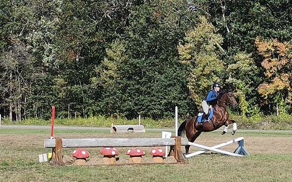 welsh-cob-mare