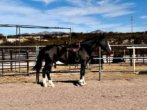 black-four-white-socks-a-blaze-horse