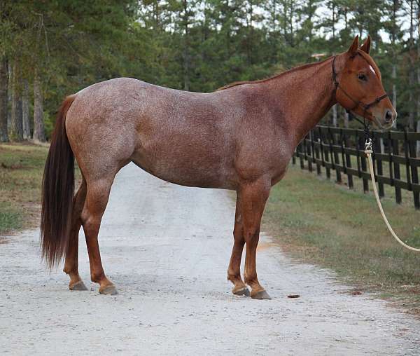 quarter-horse-for-sale