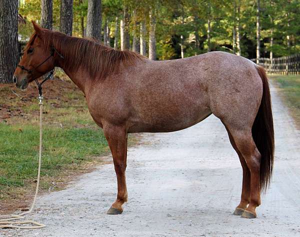 quarter-horse-mare