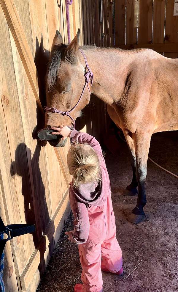 therapy-kentucky-mountain-horse