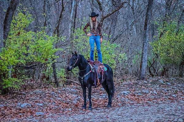 all-around-friesian-horse