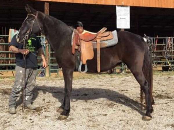 white-face-markings-horse