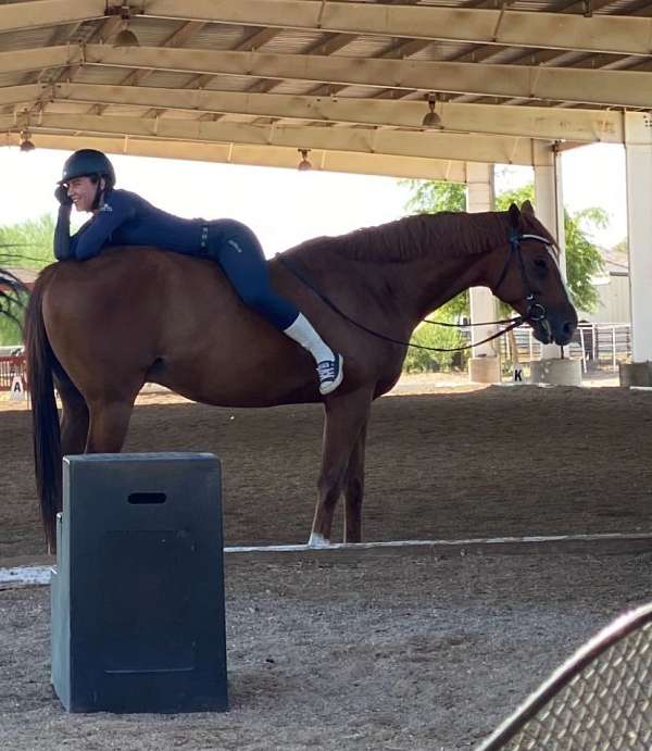 beginner-gelding