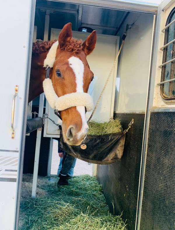 dressage-gelding