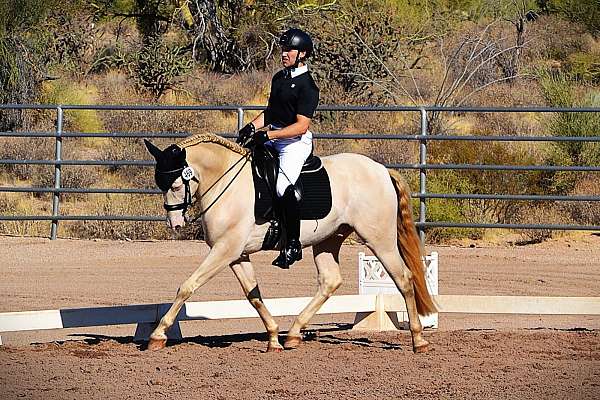 andalusian-gelding