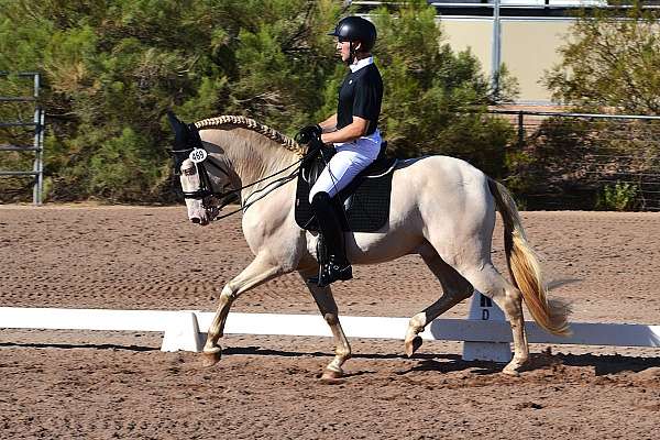 andalusian-horse-for-sale