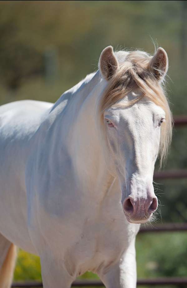 andalusian-horse