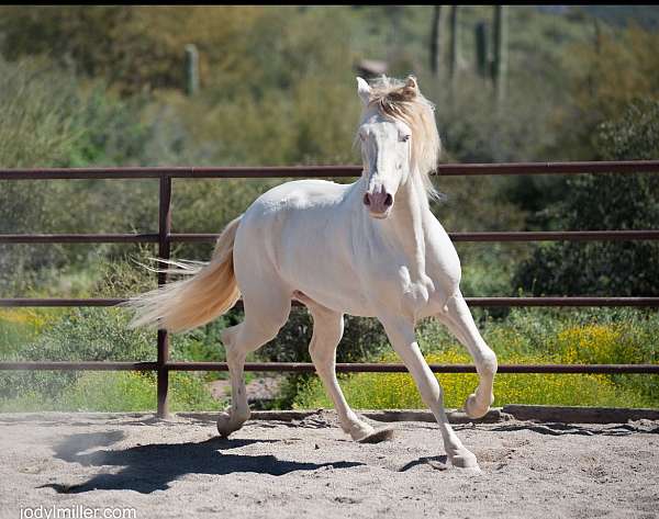 andalusian