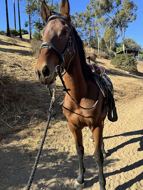 great-confirmation-friesian-horse